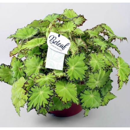 Begonia Lima Love