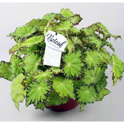 Begonia Lima Love