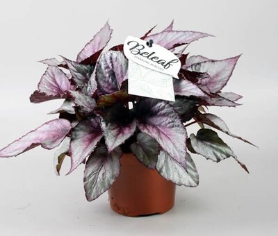 Begonia 'Maori Haze' (12cm pot)