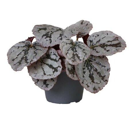 Begonia 'Chayo' - Image courtesy of Plantline