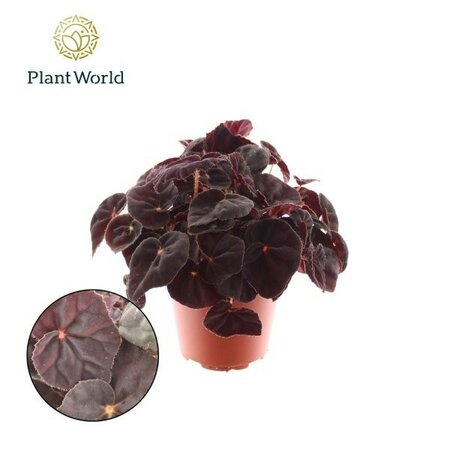 Begonia 'Conga' - Image courtesy of Plantline