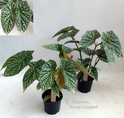 Begonia 'Snowcap' - Image courtesy of Pannebakker