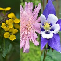 Perennials 2 for €12