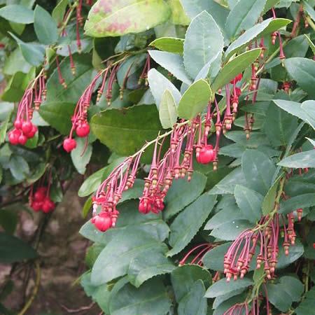 Berberidopsis coralina - Photo by peganum (CC BY-SA 2.0)