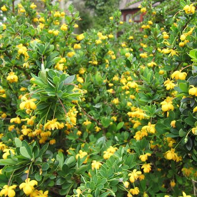 Berberis Buxifolia Nana - Photo by Leonora (Ellie) Enking (CC BY-SA 2.0)