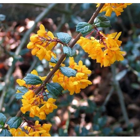'Berberis Darwinii Nana' - photo by Evelyn Simak (CC License)