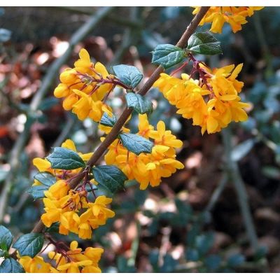Berberis Darwinii Nana (3L pot)