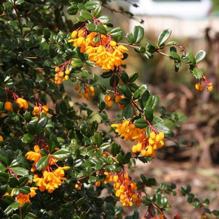 Berberis darwinii Nana - Photo by Michael Wolf (GFDL)