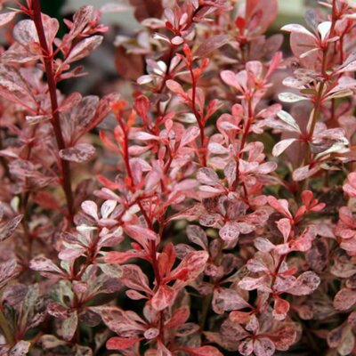 Berberis “Harlequin” - Public Domain Image