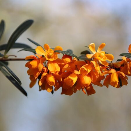 Berberis lologensis 'Mystery Fire' - Image by Mari Loli from Pixabay 