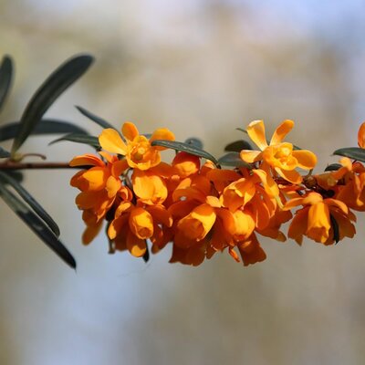 Berberis lologensis 'Mystery Fire' - Image by Mari Loli from Pixabay 