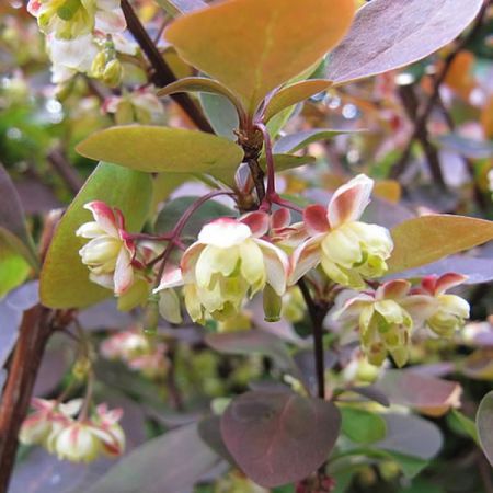 Berberis “Roseglow”  - Photo by Leonora (Ellie) Enking