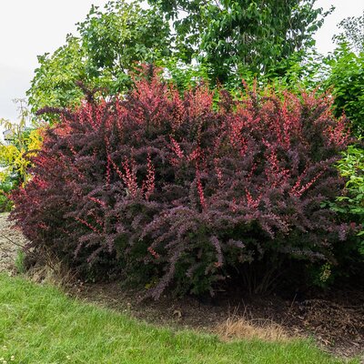 Berberis 'Atropurpurea' - Photo by F.D. Richards (CC BY-SA 4.0)