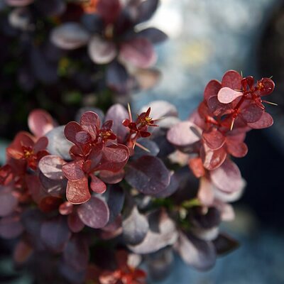 Berberis thunbergii 'Helmond Pillar' - Photo by David J. Stang  (CC BY-SA 4.0)