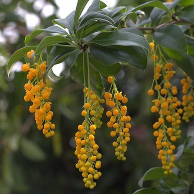 Berberis valdiviana - Photo by Averater (CC BY-SA 3.0)