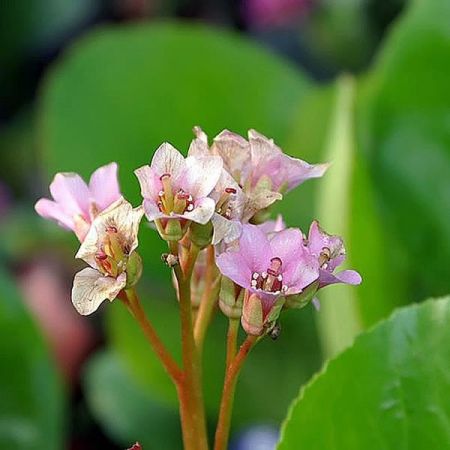 Bergenia 'Baby Doll' -  Photo by David J. Stang (CC BY-SA 4.0)