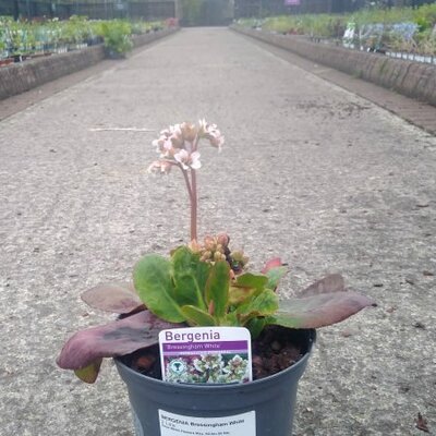 Bergenia 'Bressingham White' - Image courtesy of Tully Nurseries