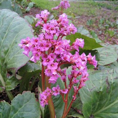 Bergenia cordifolia - Photo by Christian Hummert (GFDL)
