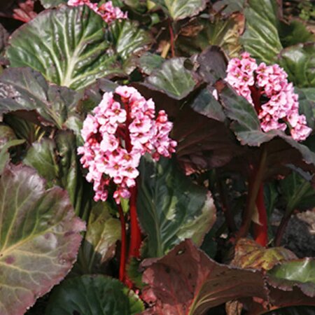 Bergenia 'Eden's Magic Giant' - Public Domain Image