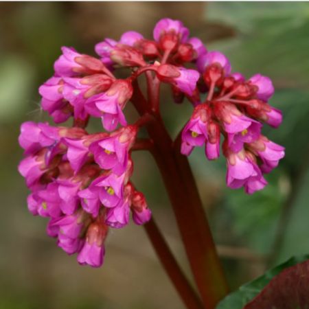 Bergenia "Eroica" - Image courtesy of pxhere