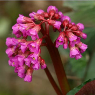 Bergenia "Eroica" - Image courtesy of pxhere