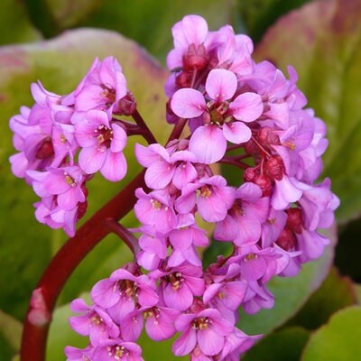 Bergenia “Eroica” - Image courtesy of pxhere (CC0)