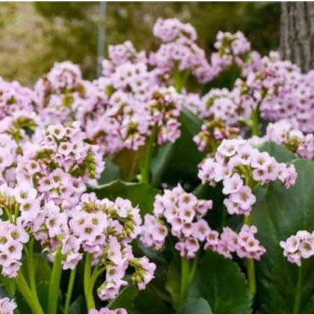 Bergenia 'Fairytale Romance' - Public Image here under fair use