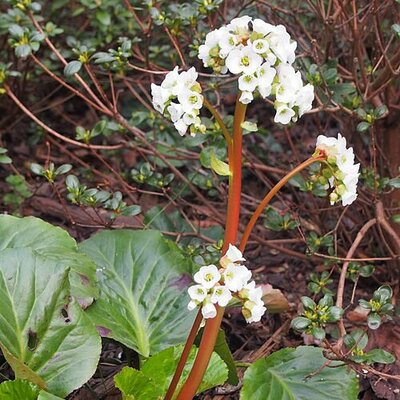 Bergenia 'Jelle' - Photo by Agnieszka Kwiecień, Nova (CC BY-SA 4.0)