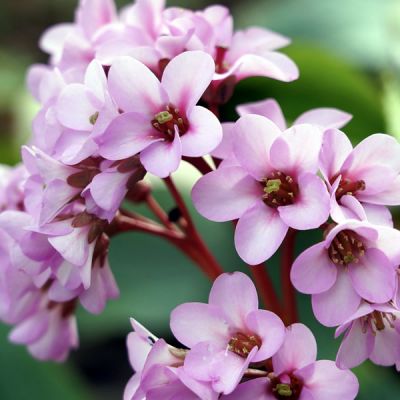 Bergenia "Rosi Klose"  - Image by stephmcblack from Pixabay 