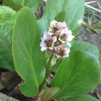 Bergenia 'Silberlicht' - Photo by Rasbak (GFDL)