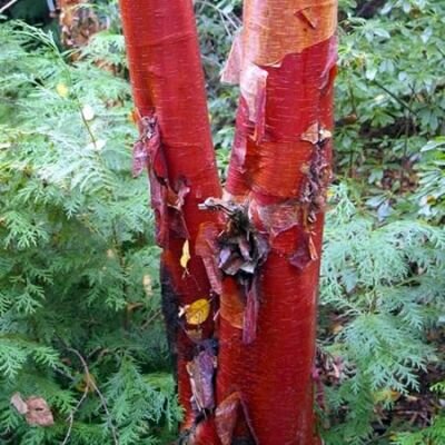 Betula albosinensis Fascination - Public Domain Image