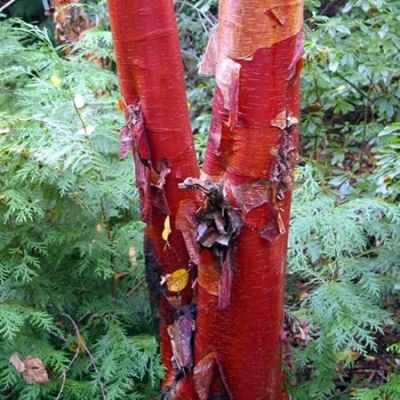 Betula albosinensis 'Fascination' (5L pot)