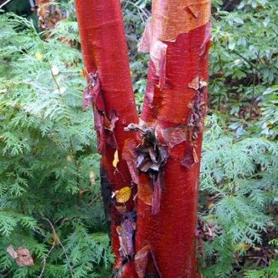 Betula albosinensis 'Fascination' (5L pot)