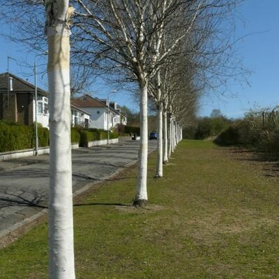 Betula Jacquemontii - Photo by Richard Sutcliffe (CC BY-SA 2.0)