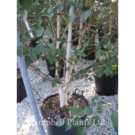 Betula Jacquemontii   Multi-Stem  - Photo courtesy of Campbells Plants Ltd