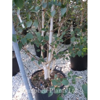 Betula jacquemontii (multistem) (50L pot)