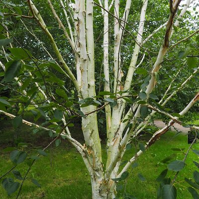 Betula Jacquemontii Multi-Stem (15L pot)