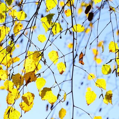 Betula Pendula (10L pot)