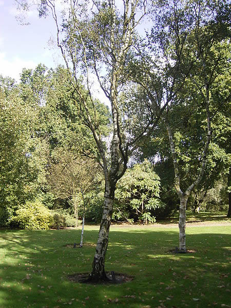 Betula pendula fastigiata - Photo by TeunSpaans (GFDL)