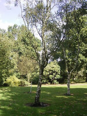 Betula pendula fastigiata - Photo by TeunSpaans (GFDL)