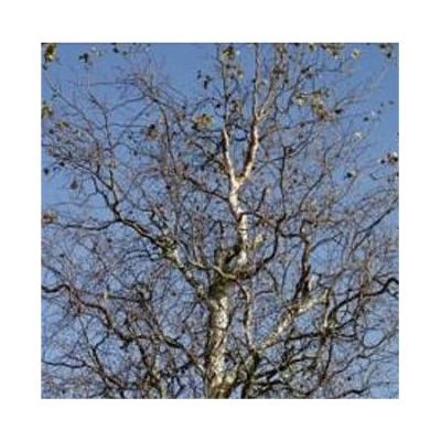 Betula Spider Alley