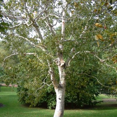 Betula 'Spider Alley' (10L pot)