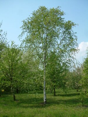 Betula Utilis Jacquemontii (40L pot)
