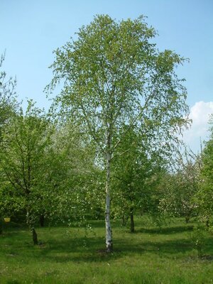 Betula Utilis Jacquemontii  - Photo by Radomil (GFDL)