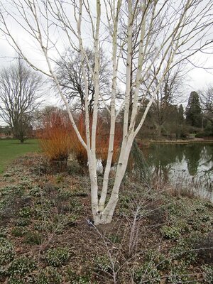 Betula Utilis Jacquemontii  Multistem - Photo by Leonora (Ellie) Enking (CC BY-SA 2.0)