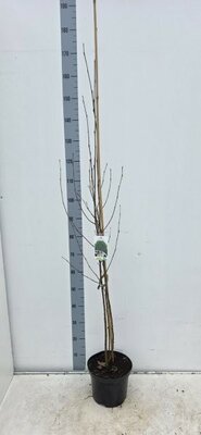 Betula Utilis Multistem - Image courtesy of Impulse Plants