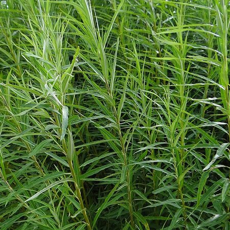 Biomass Willow (Salix Viminalis) 60-100cm Bare Root