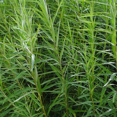 Biomass Willow (Salix Viminalis)
