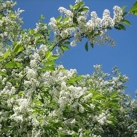 Bird Cherry (Prunus padus) 90-120cm Bareroot
