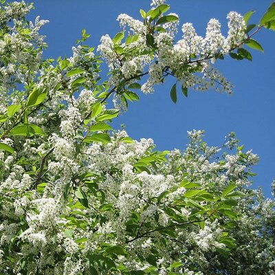 Bird Cherry (Prunus padus)